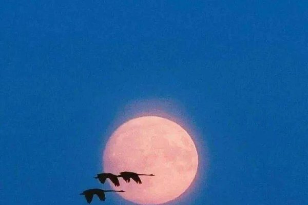 五个字诗意网名精选，晓梦朦胧美、诗意澜深情-红迪亚