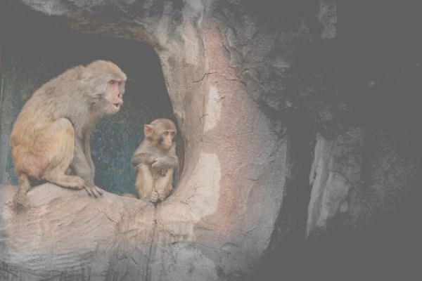 外强中干生肖分析-红迪亚