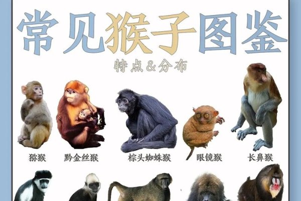 无所不知的生肖是猴。-红迪亚