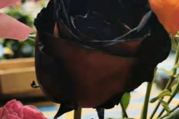 五月十四日玫瑰情人节-红迪亚