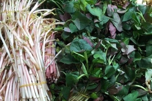 王者温柔丧ID建议，宅家怀旧、褪色浪漫、月光哀愁。旧城伤怀，寂寥清欢梦蝶迷等名字蕴含着对过去时光的怀念和淡淡的忧伤与雅致氛围的融合。这些既带有丧意又蕴含温柔的王者荣耀昵称适合喜欢低调内敛的玩家使用。-红迪亚