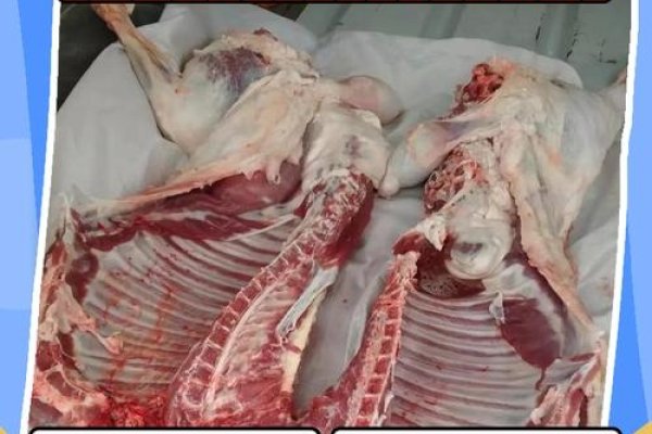 斩草除根生肖羊-红迪亚