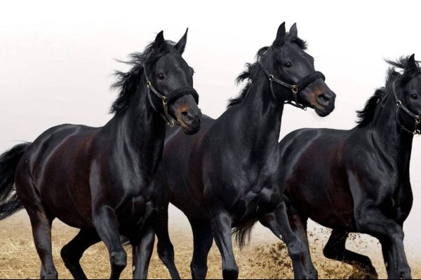 钦差大臣打一生肖，答案汇总，生肖龙、马或狗。-红迪亚