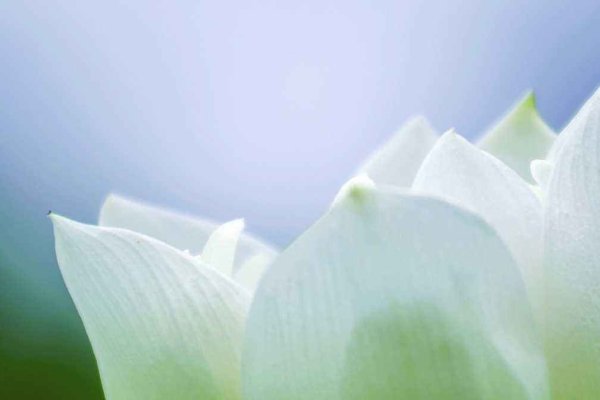 绿草如茵是生肖羊，解析与联想-红迪亚