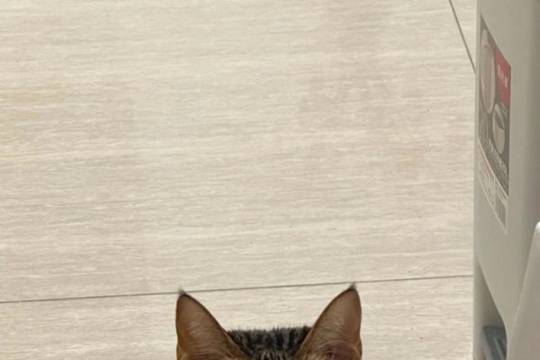 绝处逢生猜生肖，答案多样有鼠、羊、蛇、马等。成语意境与生肖特质相契合，鼠机智灵活，羊温顺坚韧，绝境中展现顽强生命力；蛇聪明适应性强，能在复杂环境中生存繁衍；马一往无前，逆境中勇往直前。-红迪亚