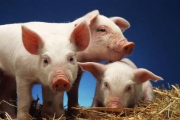 肥冬瘦年猜一生肖，猪的象征与传统文化解读-红迪亚