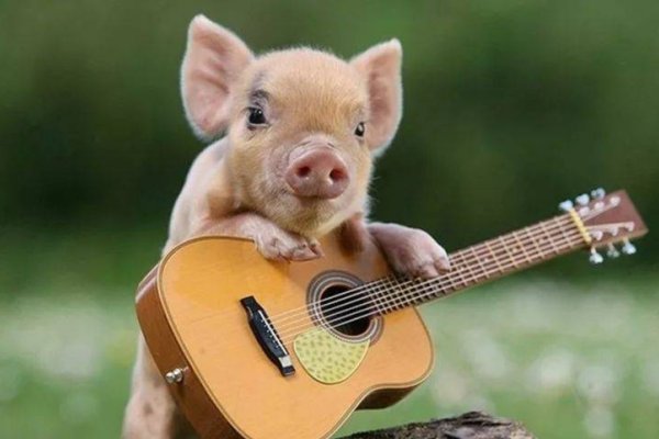 树大招风猜一生肖,最佳答案是猪。-红迪亚