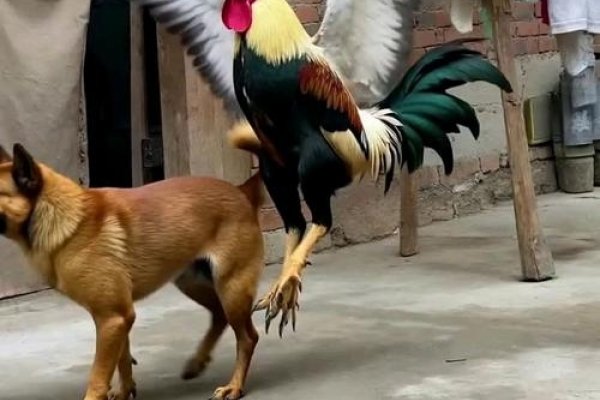 鸡飞蛋打生肖狗-红迪亚