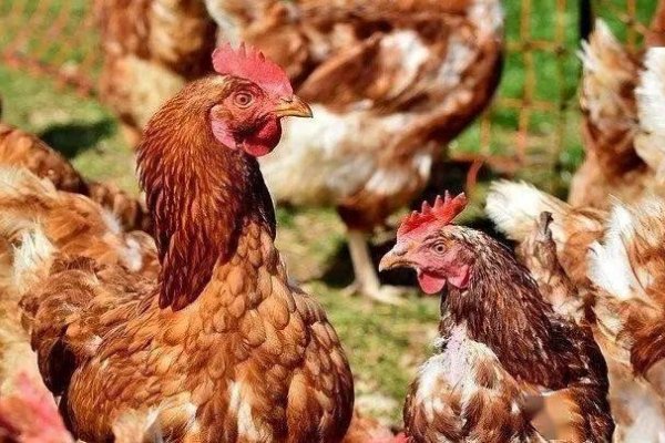 西风落叶生肖鸡-红迪亚