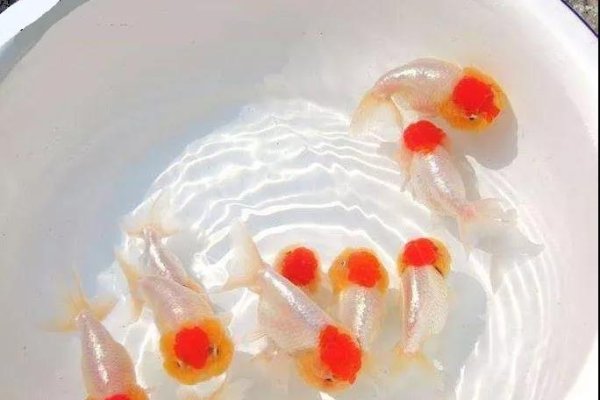 孕妇梦到抓鱼是胎梦吗-红迪亚