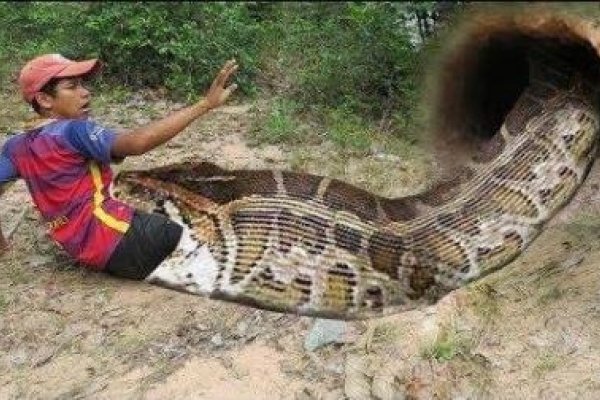 孕妇梦到蟒蛇,预示生男孩且未来成功。母子平安,多蛇梦则可能双胞胎或多胞胎。麻蛇或黑蛇为儿子之兆,花蛇绿蛇则为女儿之梦。-红迪亚