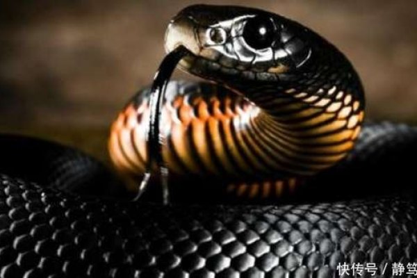 孕妇梦见黑狗咬预示宝宝健康与性别暗示-红迪亚