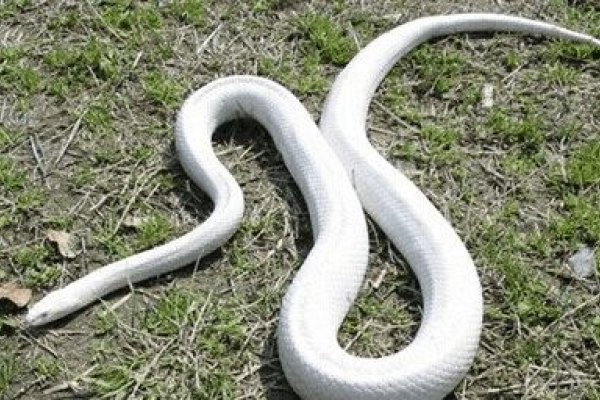 孕妇梦见蛇缠身预示解析孕妈梦到白蛇缠身，宝宝性别与健康暗示及心理压力大解读-红迪亚