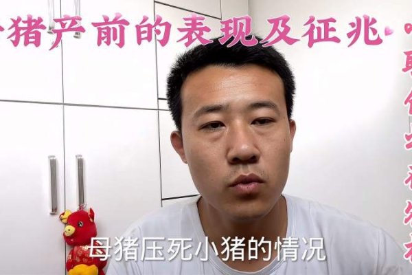 孕妇梦杀猪预兆及解析-红迪亚