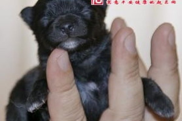 孕妇梦狗寓意解析-红迪亚