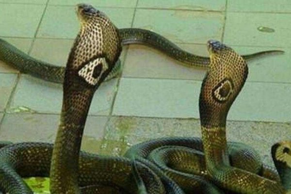 眉飞色舞与蛇的生肖之谜。-红迪亚