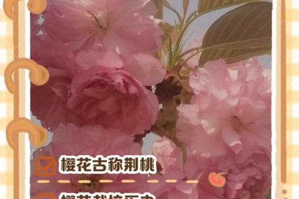 樱花的汉字与发音解析-红迪亚