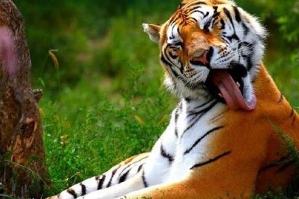 属虎女性的最佳婚配，生肖马、狗、猪，寅虎与亥猪的六合，宜找属猪配偶；其次是午马戌狗的组合为上等婚配。避免与申猴相冲及巳蛇构成三刑的组合。-红迪亚