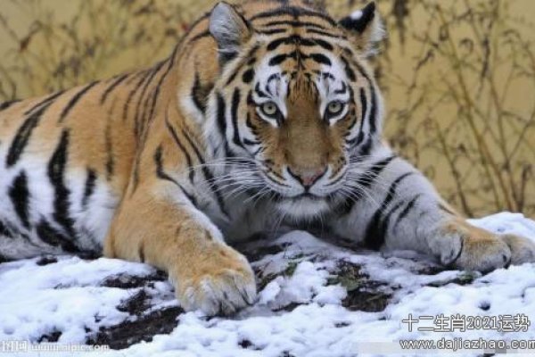 属虎人2021下半年运势解析-红迪亚