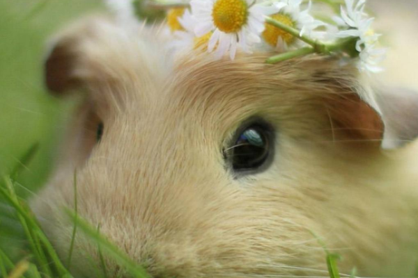 鼠和什么生肖最配（08年鼠和什么生肖最配）-红迪亚