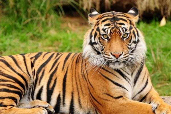 猛虎下山与生肖,虎、猴的象征解读-红迪亚