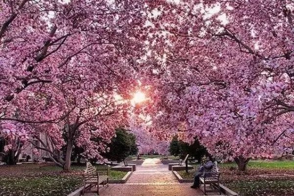 樱花飘舞的浪漫昵称-红迪亚