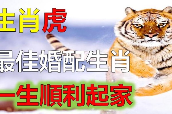 属虎男最佳婚配解析-红迪亚