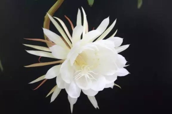 昙花一现的最佳生肖，龙，神秘且短暂如花的出现。-红迪亚