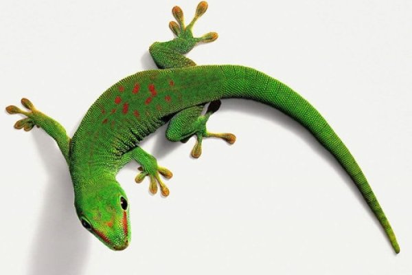 壁虎在家中的寓意与征兆。-红迪亚