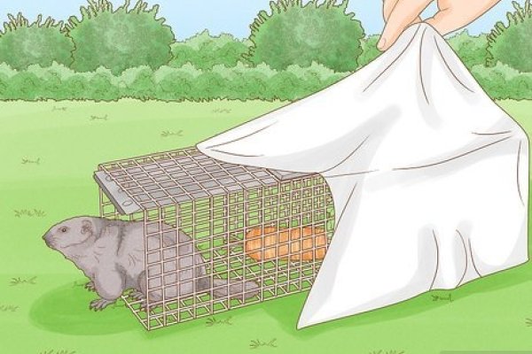 心急如火指动物鼠。-红迪亚