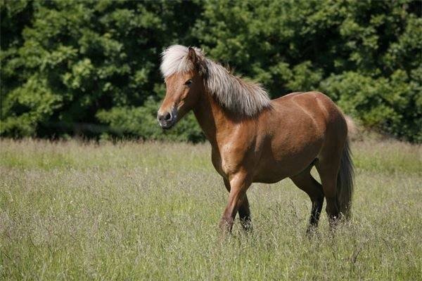 宋江生肖，马-红迪亚