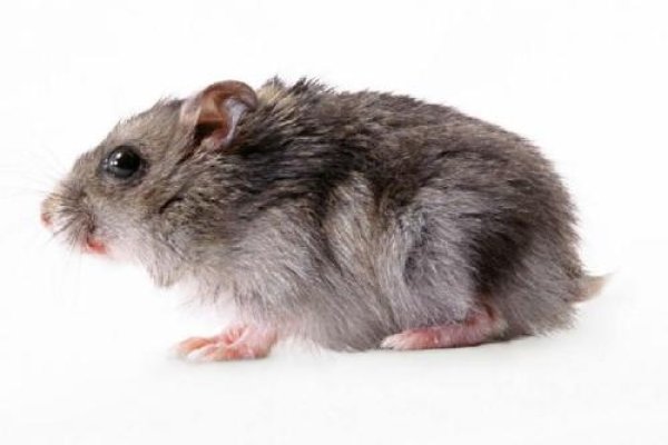 孤家寡人打一生肖，答案是鼠。-红迪亚