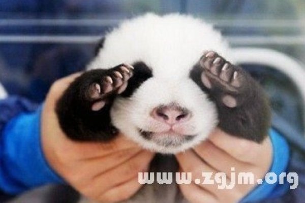 C开头的英文名女孩精选-红迪亚