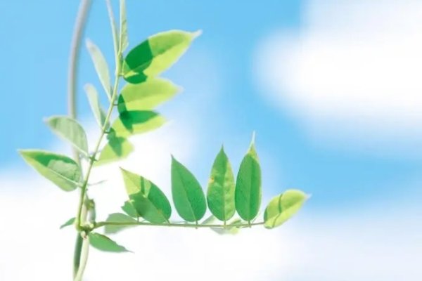 属龙人2024年全年运势概览,事业有转机,财运需谨慎,生成,涵盖了属龙人在农历三月份的整体运势好转、不同年份出生的属龙人的运程差异以及他们在各方面的注意事项等信息。-红迪亚