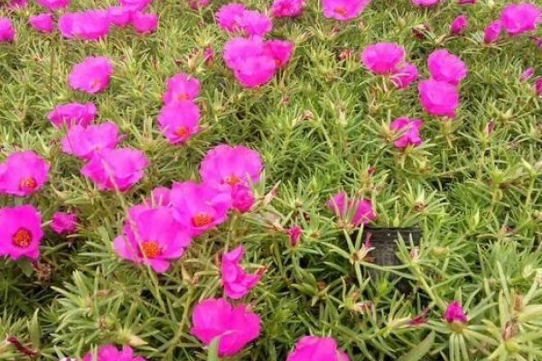 属龙人2024年全年运势运程展望-红迪亚