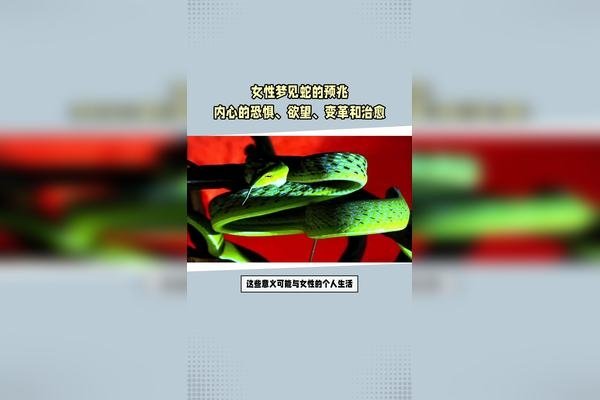 蛇梦解析，女性梦见蛇寓意吉凶-红迪亚