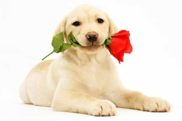 胎梦解析，狗与新生宝宝的寓意和预示标题生成建议，孕妇梦见狗的深层含义，宝宝健康平安的预兆-红迪亚