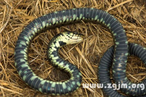 蛇梦解析，多条蛇预示吉凶不一-红迪亚