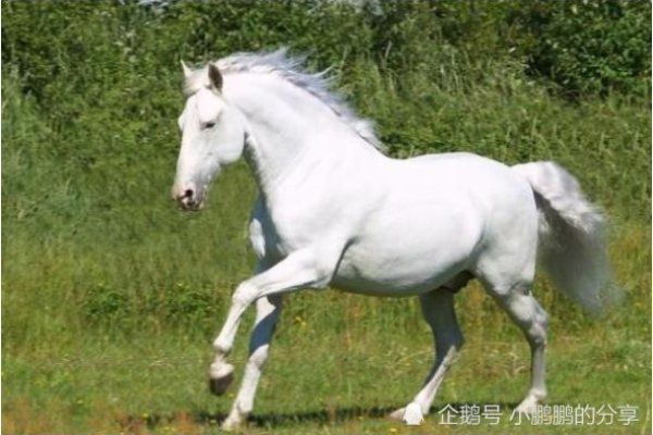 属马年份介绍-红迪亚