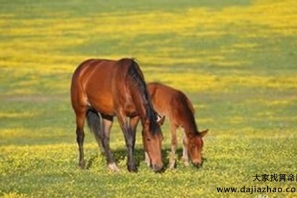 属马人2020年下半年运势及运程-红迪亚