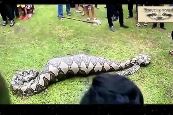 蛇梦杀大蟒-红迪亚