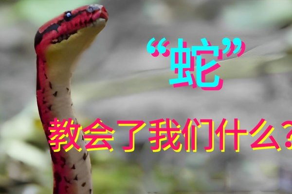 鼠目寸光，蛇的眼光。-红迪亚