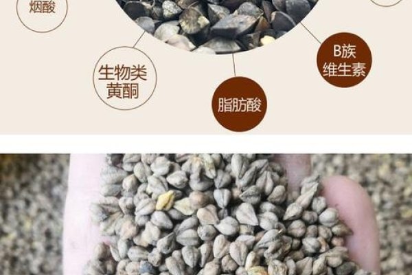 荞麦、野豌豆等种子简介-红迪亚