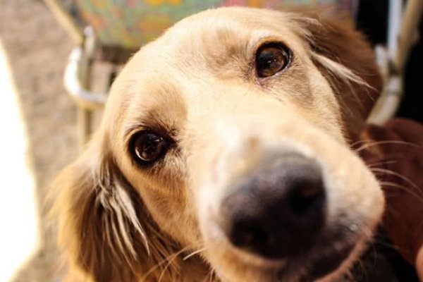 狗年出生的人性格与命运解析，忠诚、正直且幸运建议，属狗的特质与运势揭秘 或 狗年出生的个性及命理概览。-红迪亚