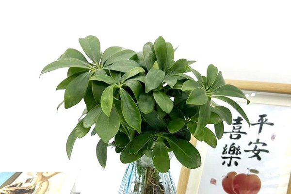 室内风水学，布局与绿植选择指南，家居风水详解，涵盖方位、环境选择与装修要点-红迪亚