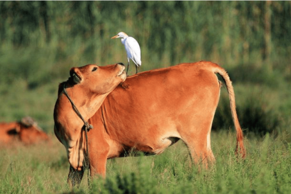 属牛人2014年运势详解,健康需关注,事业有机会,财运需谨慎-红迪亚