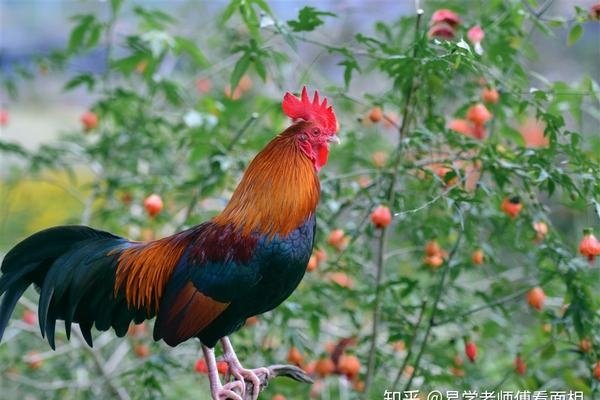鸡年属相婚配表-红迪亚