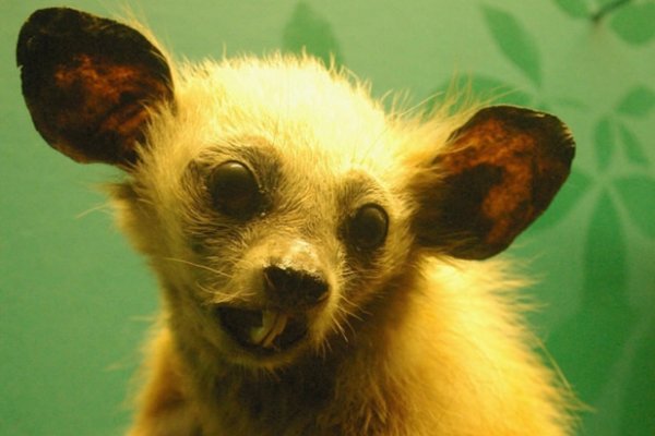 狗拿耗子揭示生肖之谜，狗捉鼠事指猴，蛇或是主角？-红迪亚