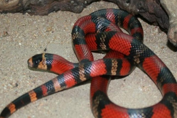 蛇年运势预测2013，属蛇人本命年运程分析-红迪亚