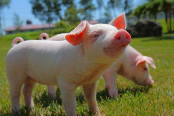 铜墙铁壁对应的生肖是猪，坚不可摧的象征-红迪亚